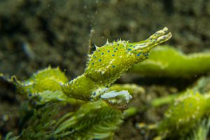 Oxynoe viridis