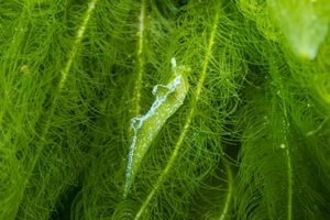 Oxynoe viridis