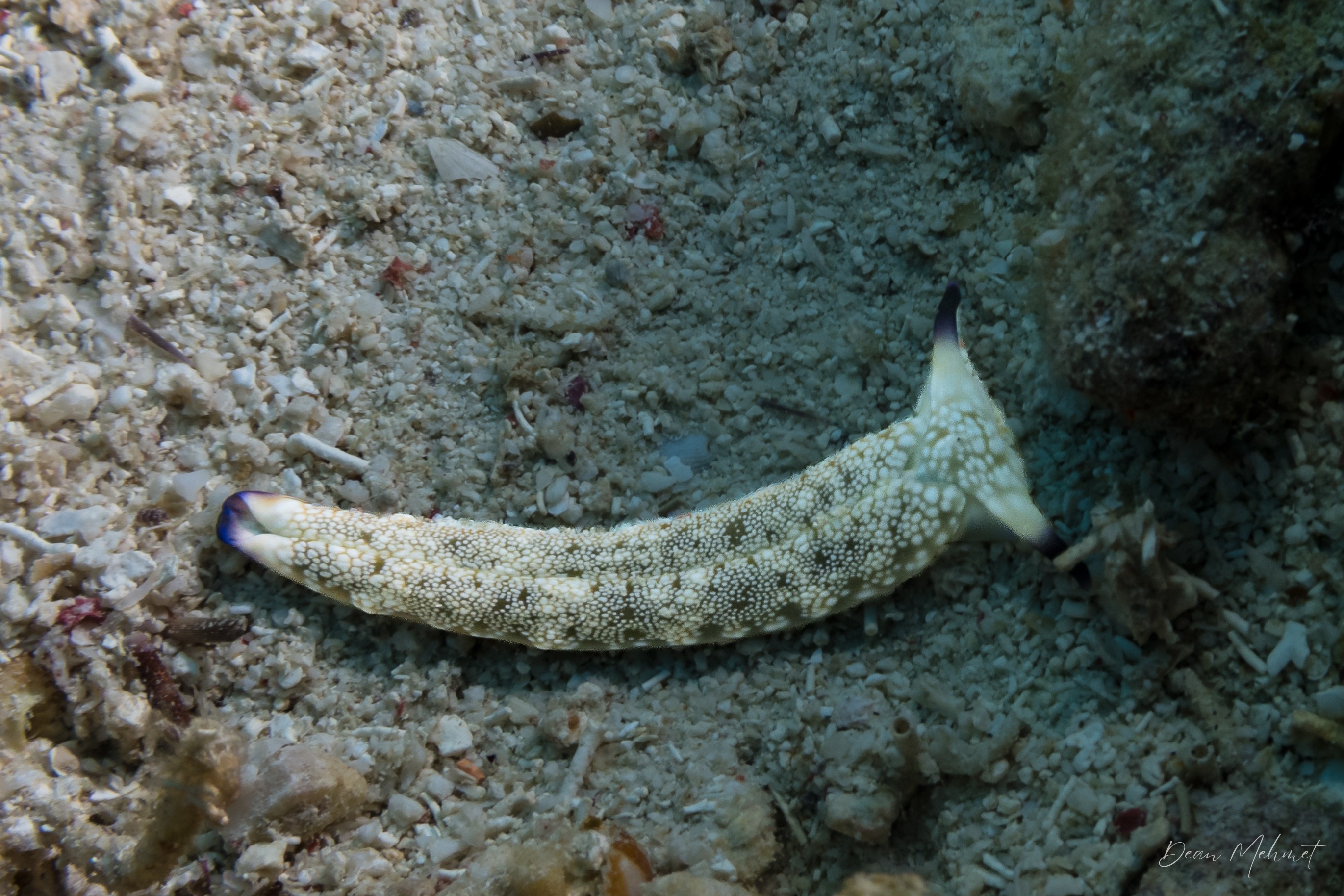 Plakobranchus papua