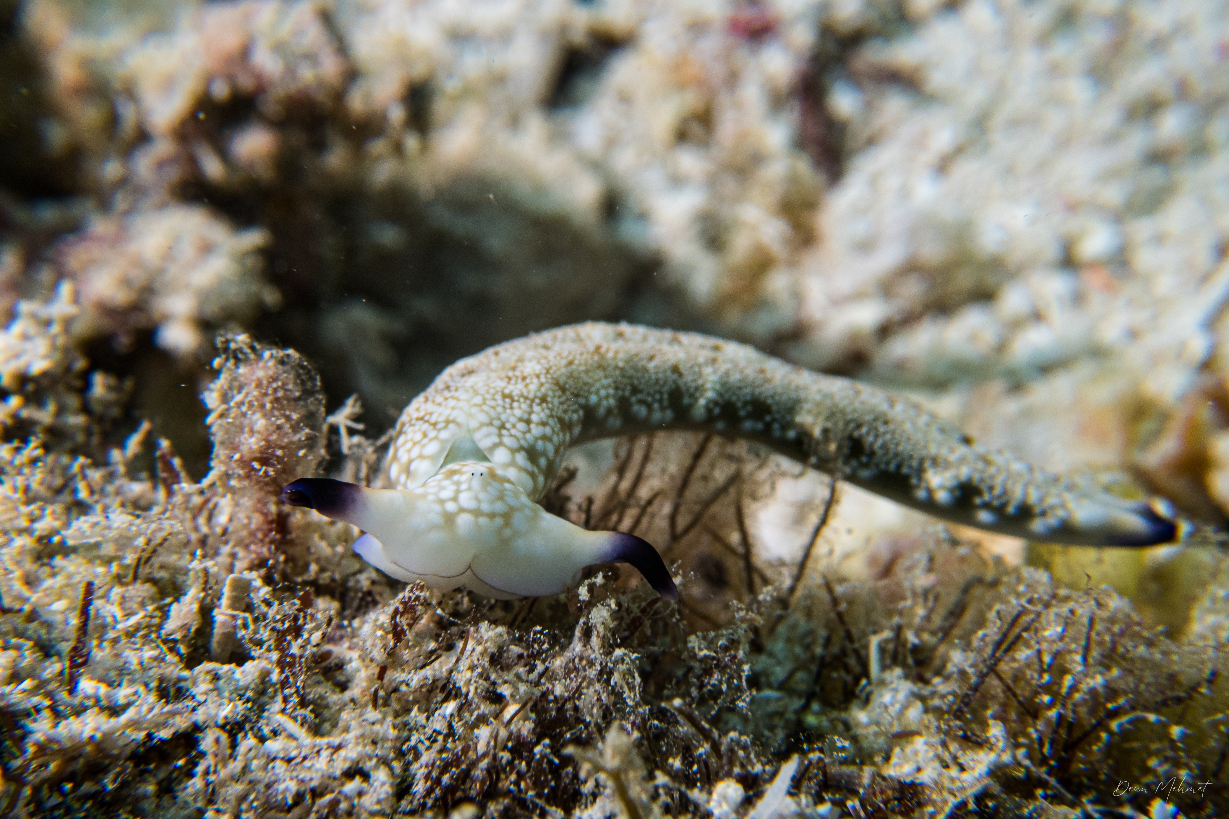 Plakobranchus papua