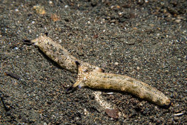 Plakobranchus papua