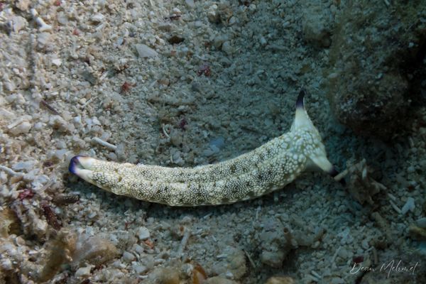 Plakobranchus papua