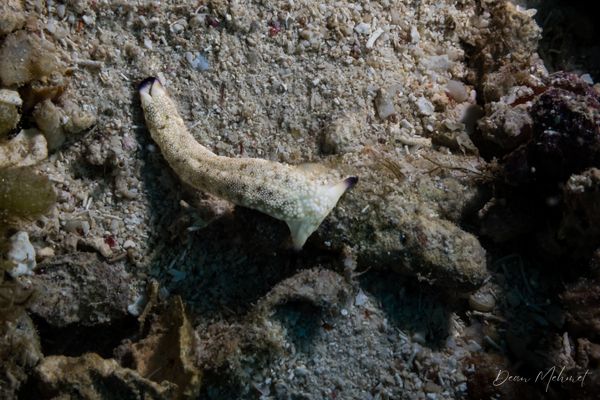Plakobranchus papua