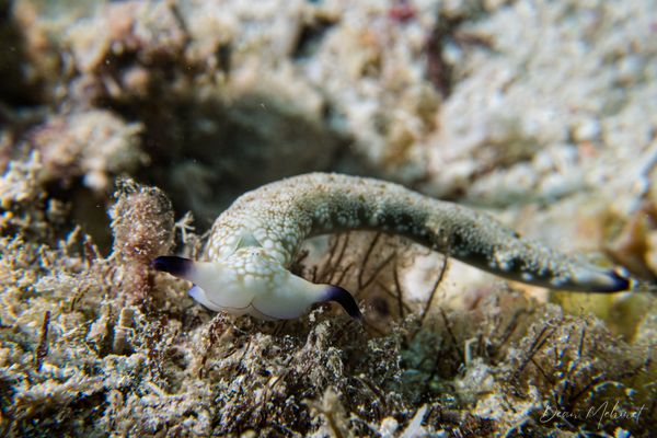Plakobranchus papua