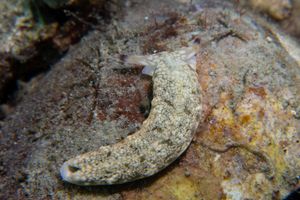 Plakobranchus papua