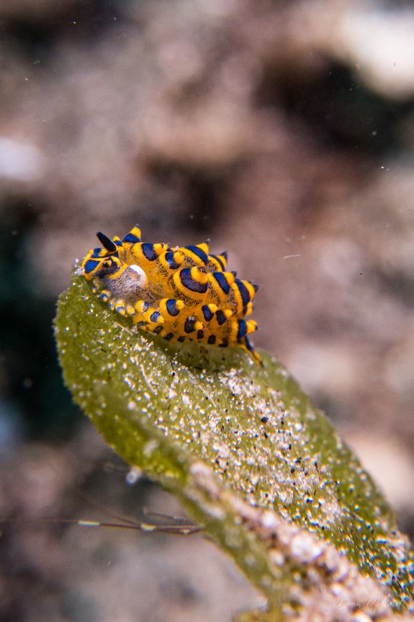 Stiliger ornatus