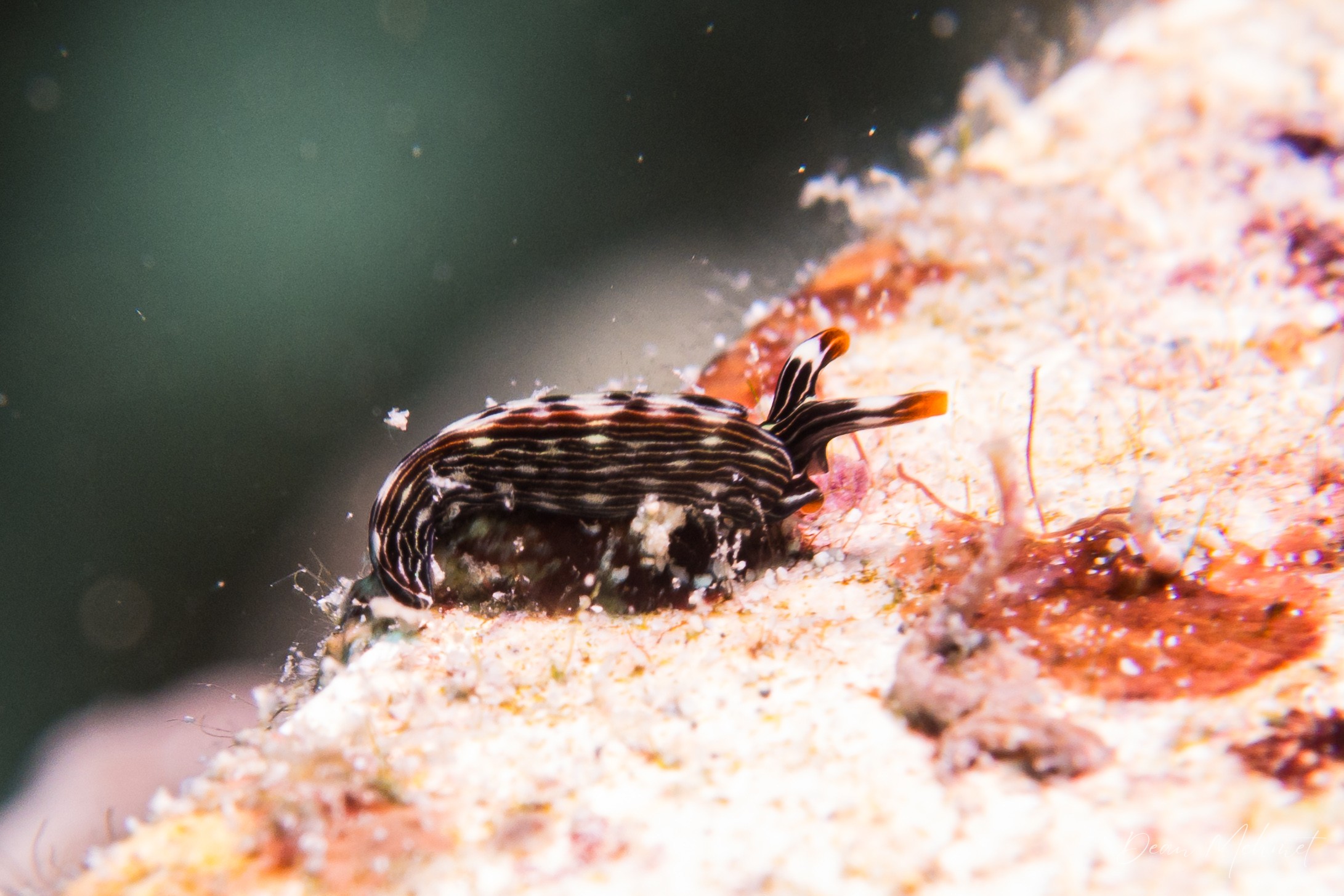 Slender Sap Sucking Slug