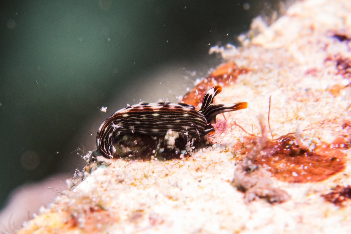 Slender Sap Sucking Slug