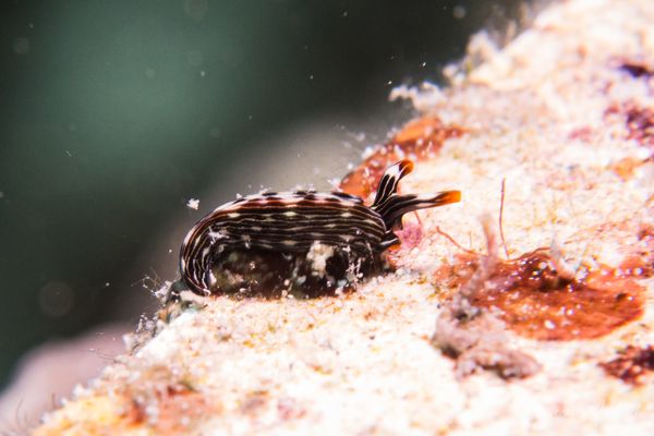 Slender Sap Sucking Slug