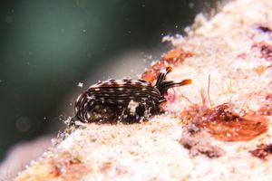 Slender Sap Sucking Slug