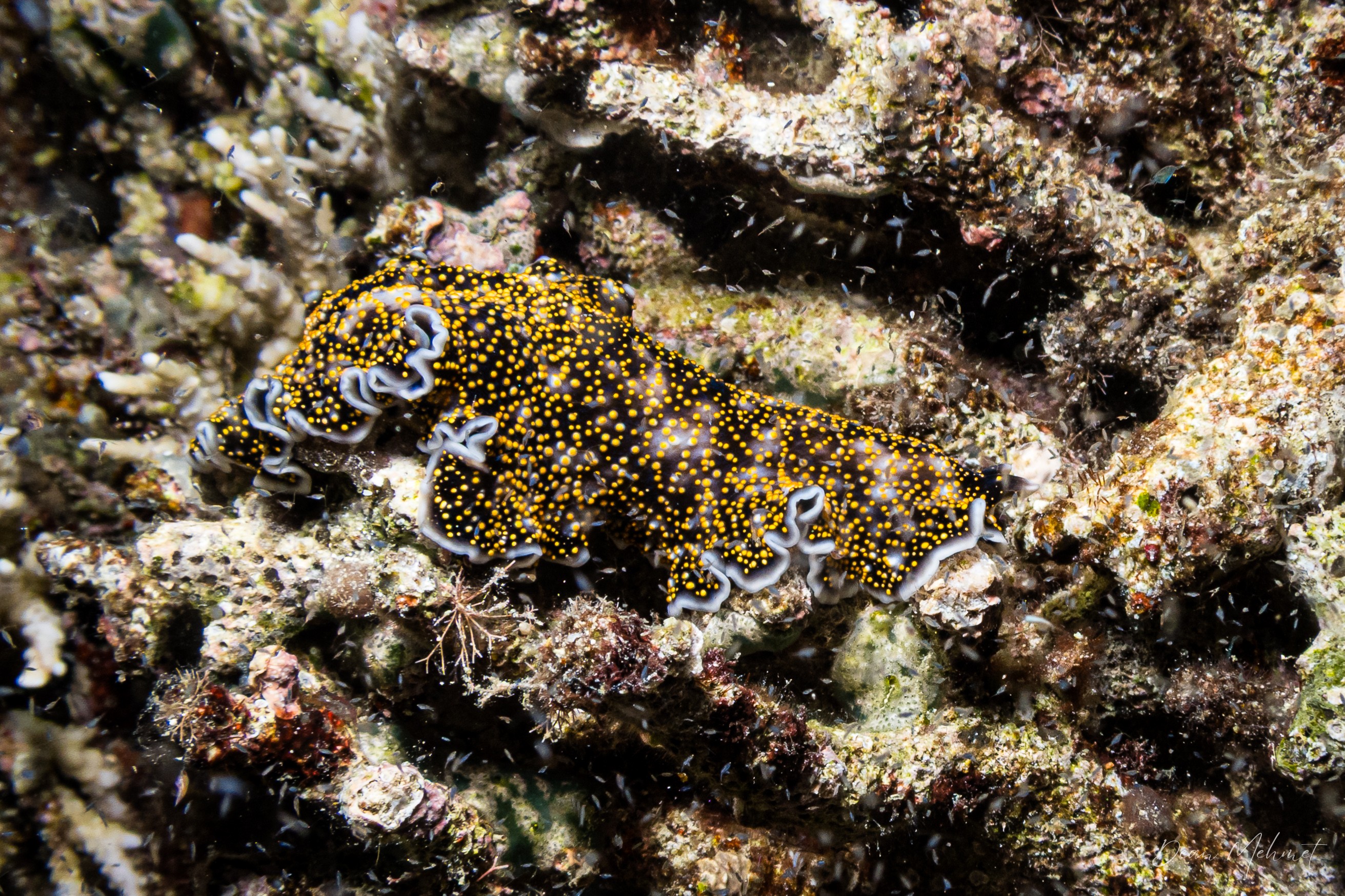 Acanthozoon