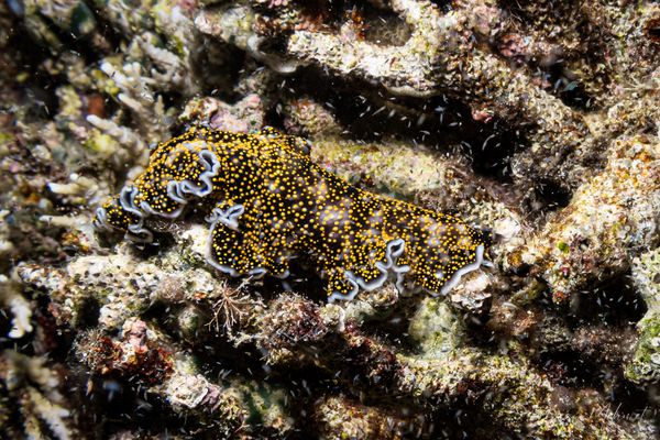 Acanthozoon