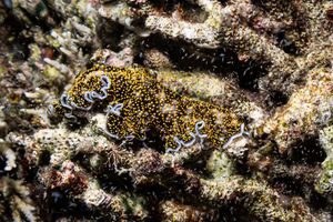 Flatworms representative species
