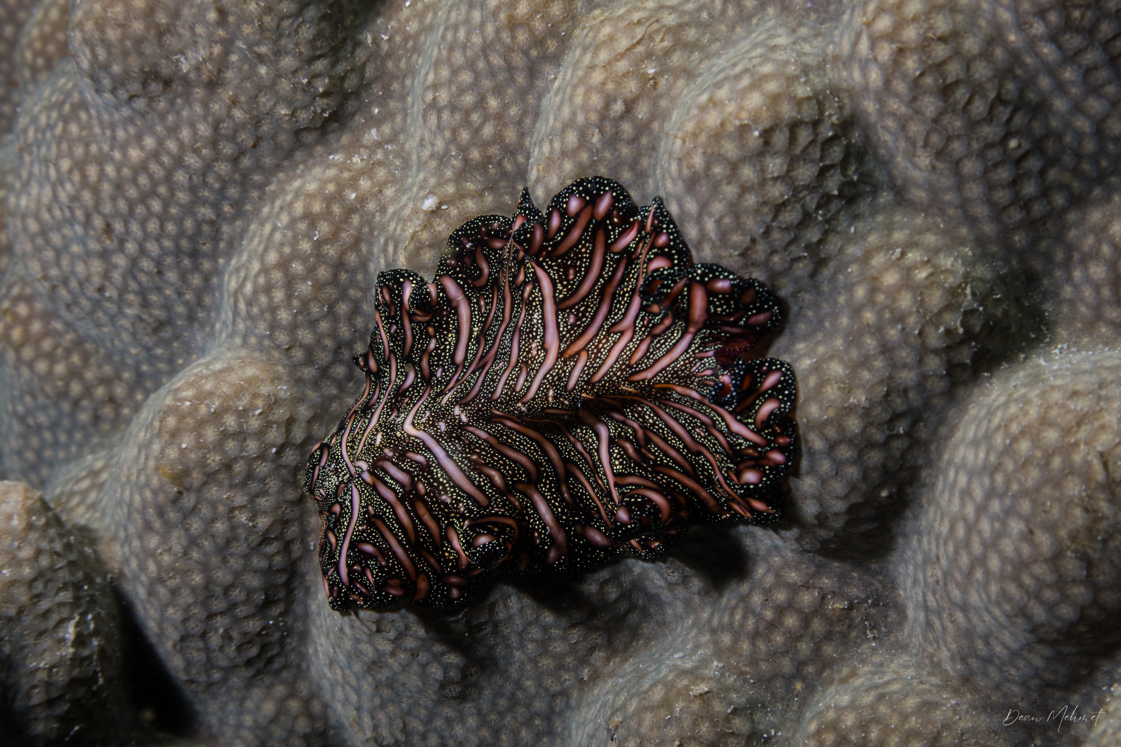 Persian Carpet Flatworm