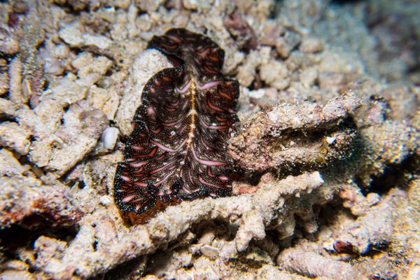 Persian Carpet Flatworm