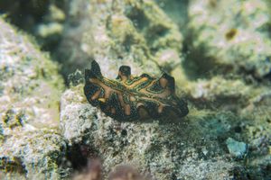 Flatworms representative species