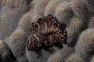Persian Carpet Flatworm