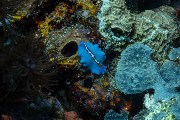 Racing Stripe Flatworm
