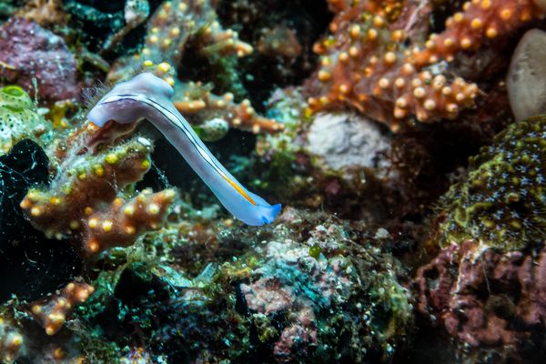 Racing Stripe Flatworm