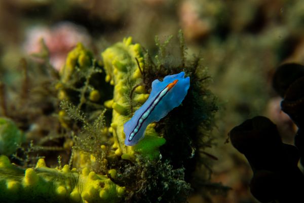 Racing Stripe Flatworm