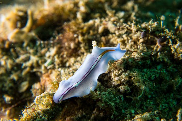 Racing Stripe Flatworm