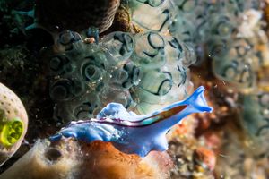 Racing Stripe Flatworm
