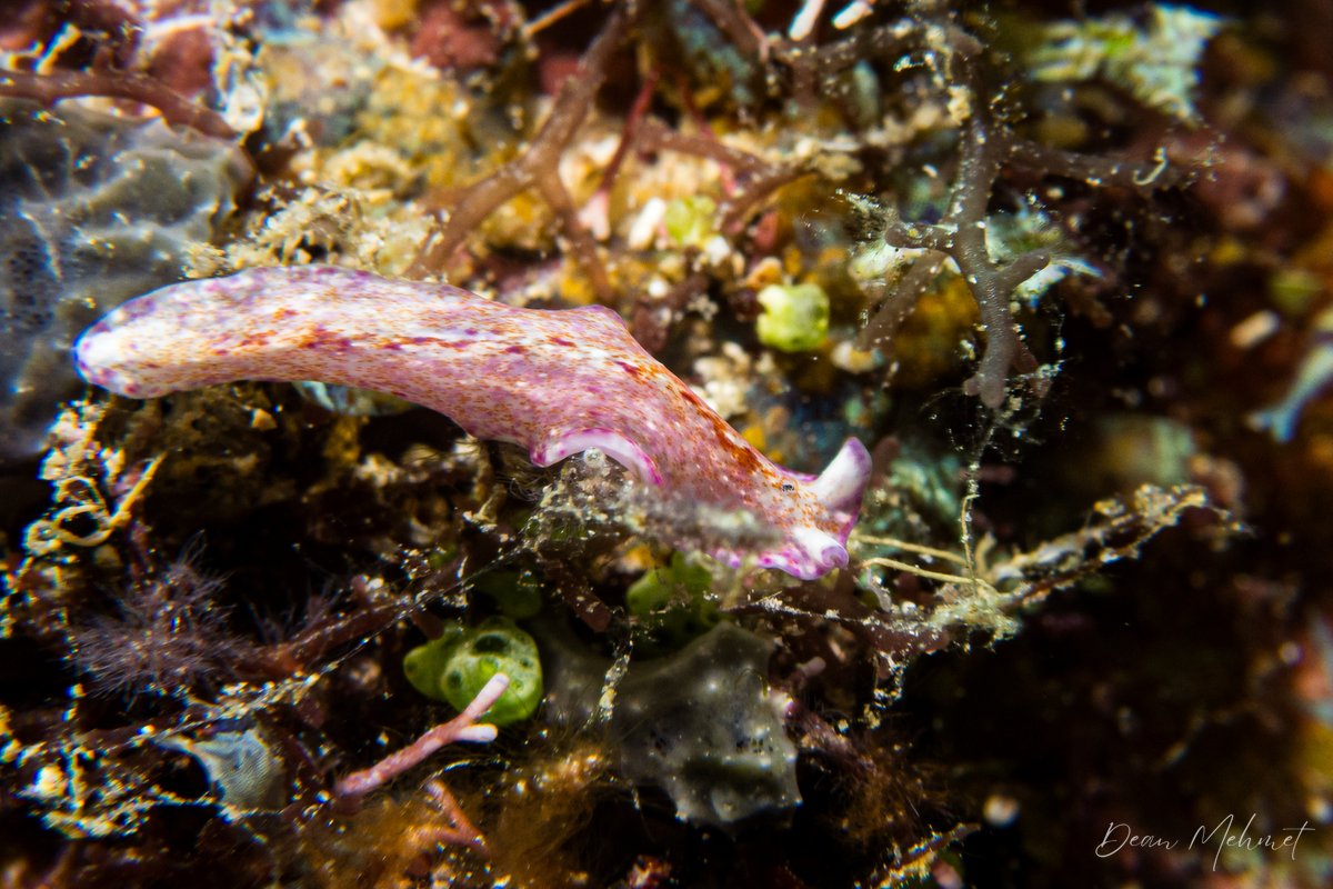 Pseudoceros goslineri hero image