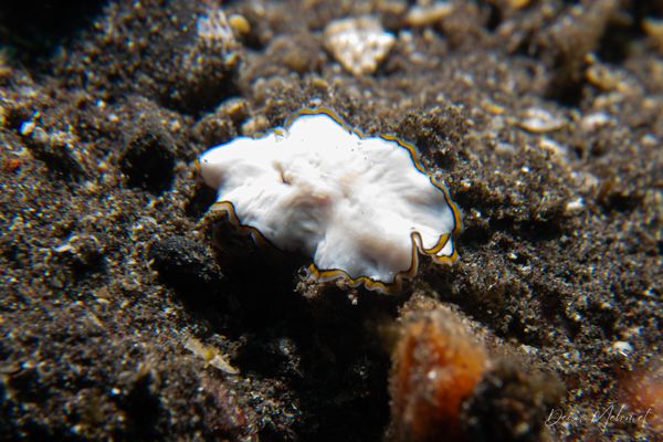 Pseudoceros meenae