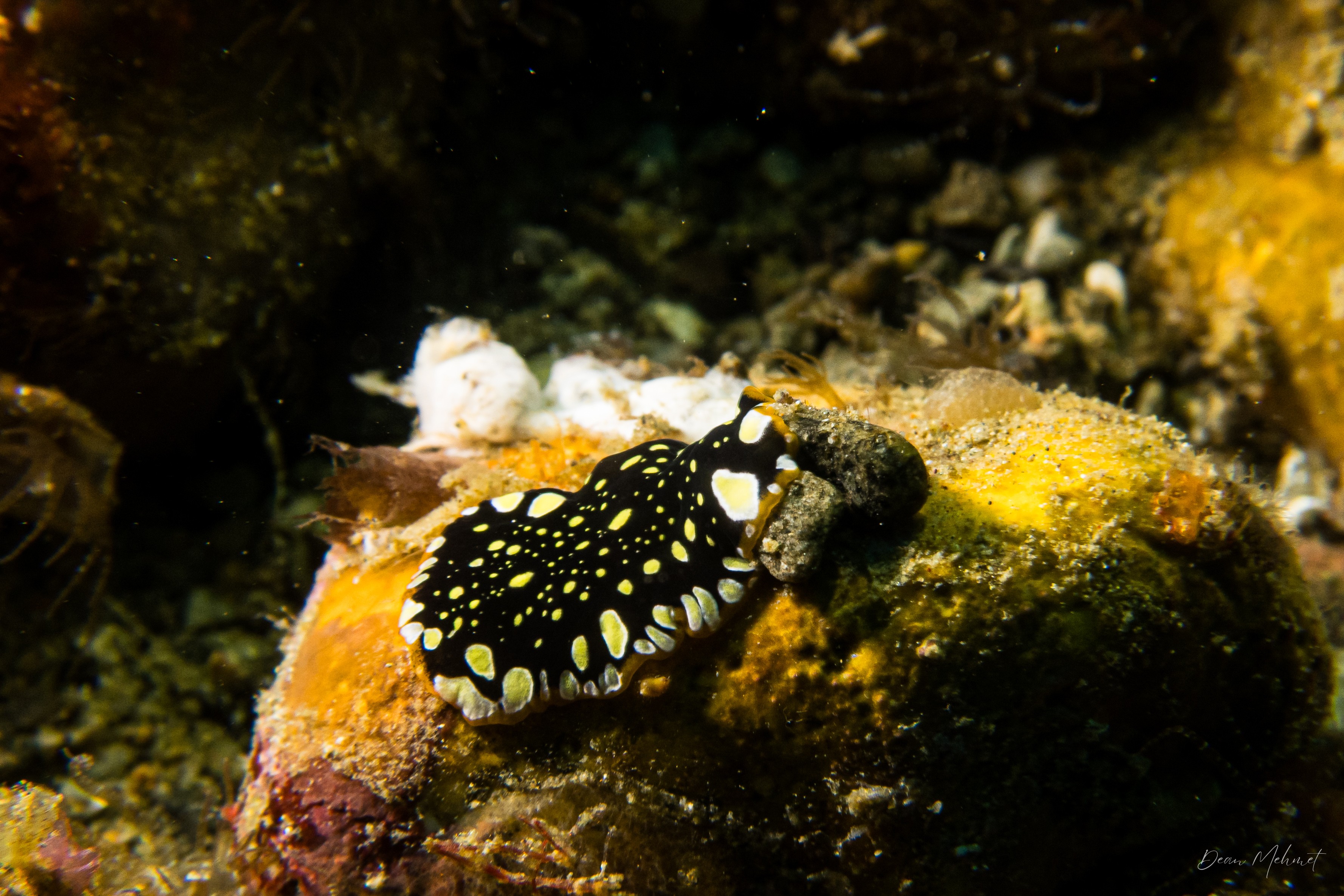 Brilliant Flatworm