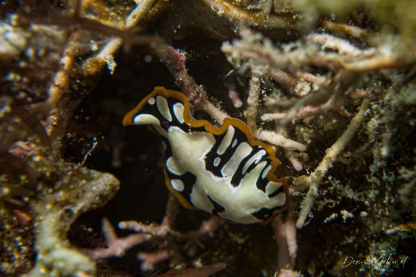 Brilliant Flatworm - Moalboal, Philippines - 8 August 2026 - Dive 1 - White Beach (North)