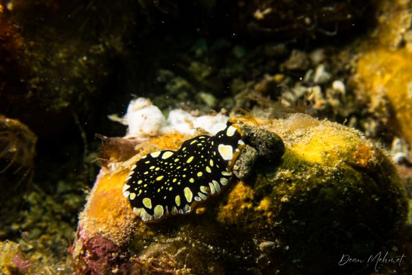 Brilliant Flatworm