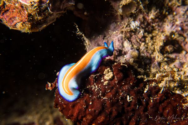 Susan's Flatworm