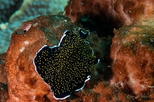 Gold-dotted Flatworm - Amed, Bali - 4 July 2026 - Dive 2 - Senta