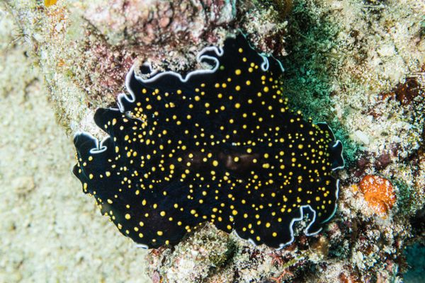 Gold-dotted Flatworm
