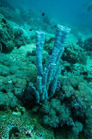 Sponges representative species