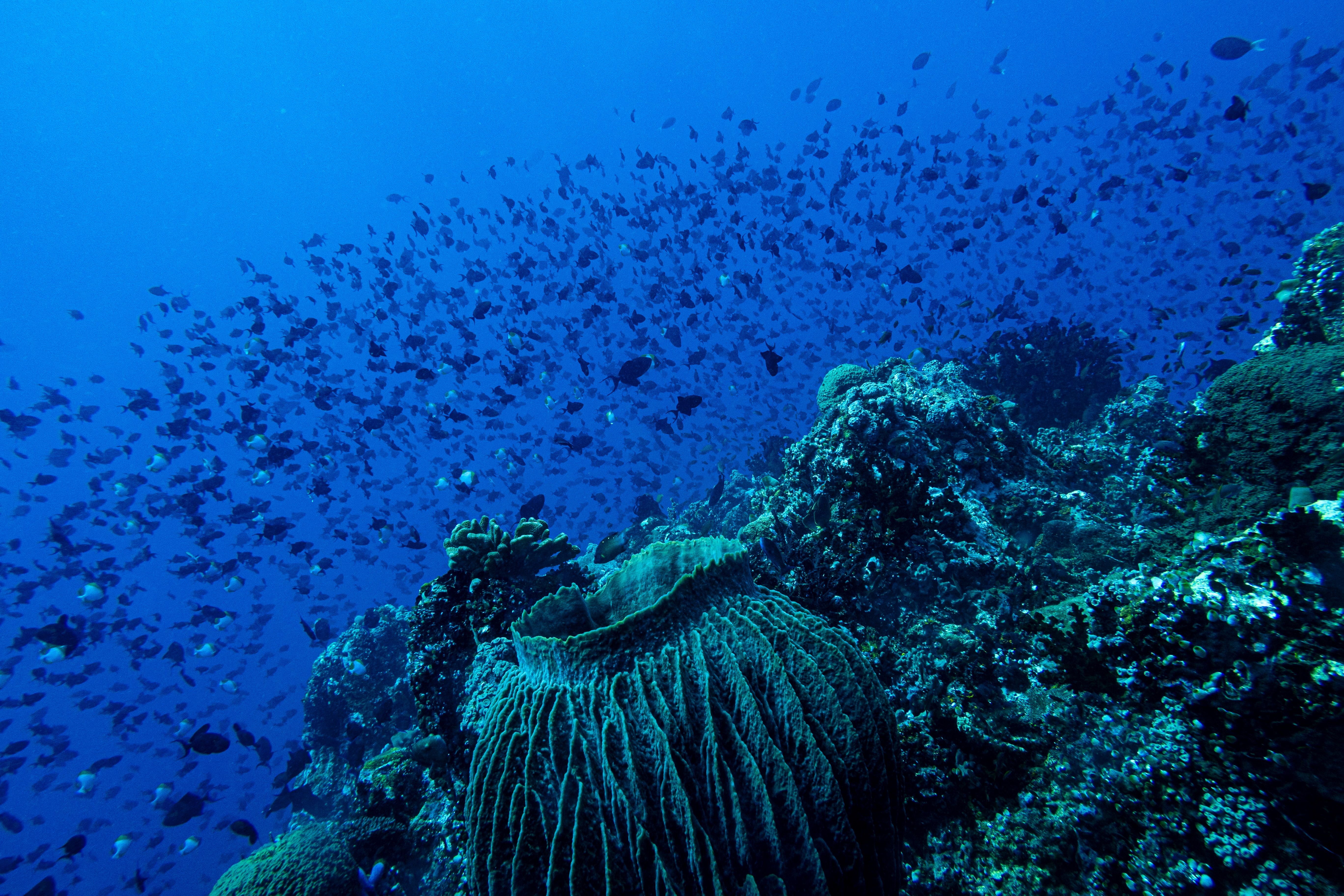 Indo-Pacific Giant Barrel Sponge