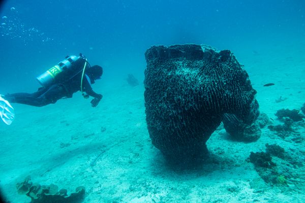 Indo-Pacific Giant Barrel Sponge - Photo 1