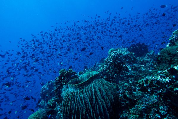 Indo-Pacific Giant Barrel Sponge