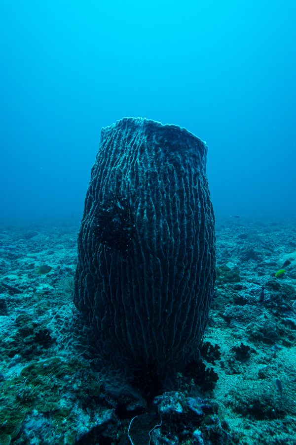 Indo-Pacific Giant Barrel Sponge