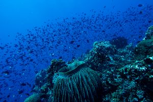Indo-Pacific Giant Barrel Sponge