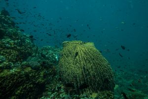 Indo-Pacific Giant Barrel Sponge