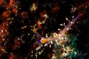 Desirable Flabellina