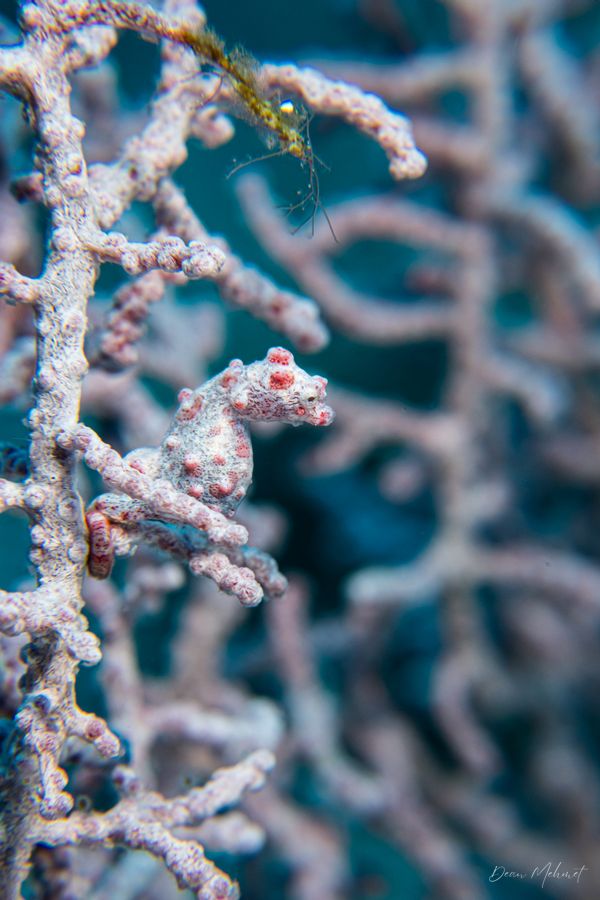 Pygmy Seahorse