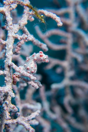 Pygmy Seahorse