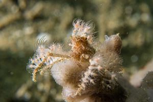 Soft Coral Spider Crab