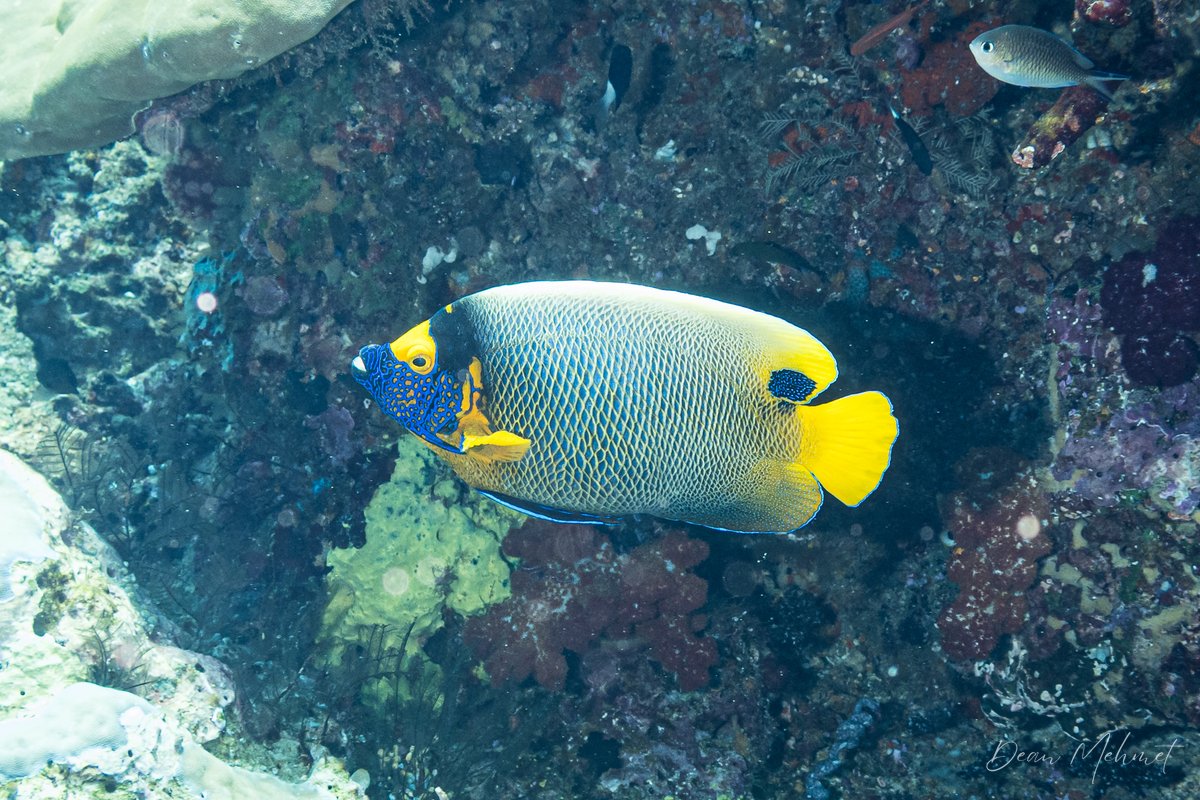 Blueface Angelfish hero image