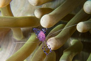 Sarasvati Anemone Shrimp