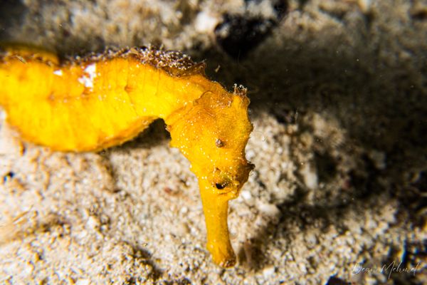 Common Seahorse