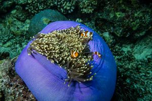 Western Clown Anemonefish