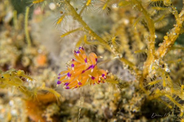 Archive frame - Ambon - 15 September 2026 - Dive 1 - Air Manis